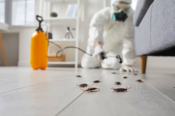 Post-Treatment Bed Bug Interceptor Monitoring in Bottineau